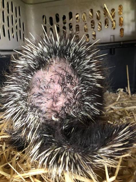 5-7-20PorcupineMange