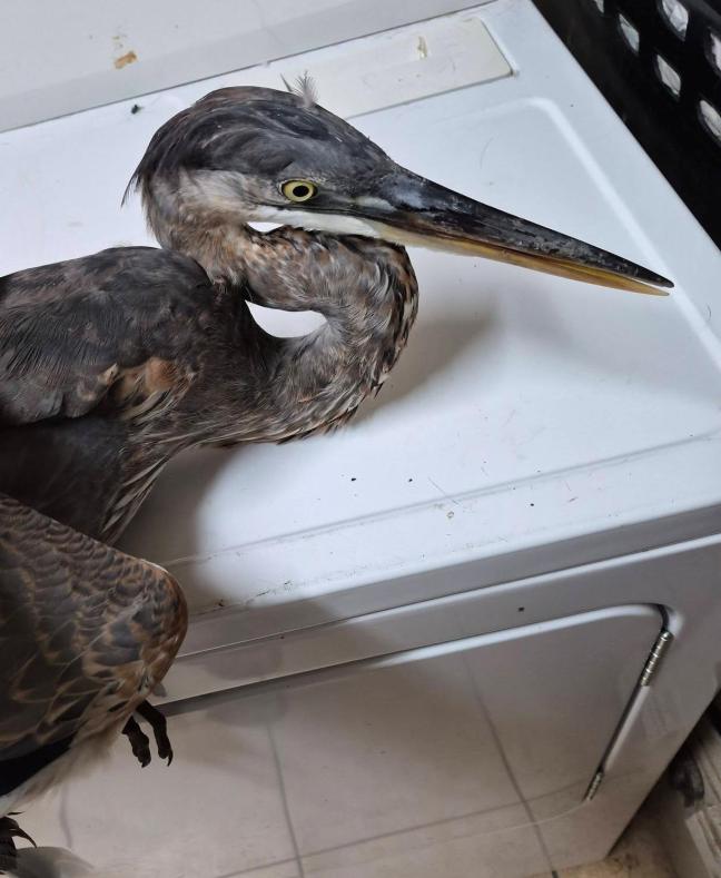 Blue Heron